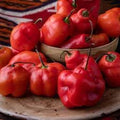 Vegetable Seeds,Garden seeds, Seeds For Planting,Plant Seeds