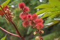 Vegetable Seeds,Garden seeds, Seeds For Planting,Plant Seeds