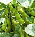 Vegetable Seeds,Garden seeds, Seeds For Planting,Plant Seeds