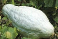 Vegetable Seeds,Garden seeds, Seeds For Planting,Plant Seeds