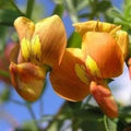 Herb Seeds,Garden seeds, Seeds For Planting,Plant Seeds