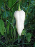 Vegetable Seeds,Garden seeds, Seeds For Planting,Plant Seeds