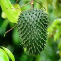 Fruit Seeds,Garden seeds, Seeds For Planting,Plant Seeds