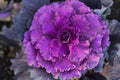 Vegetable Seeds,Garden seeds, Seeds For Planting,Plant Seeds