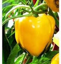 Vegetable Seeds,Garden seeds, Seeds For Planting,Plant Seeds