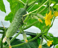 Vegetable Seeds,Garden seeds, Seeds For Planting,Plant Seeds