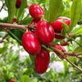 Fruit Seeds,Garden seeds, Seeds For Planting,Plant Seeds