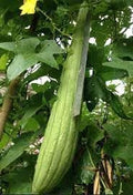 Vegetable Seeds,Garden seeds, Seeds For Planting,Plant Seeds