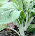 Vegetable Seeds,Garden seeds, Seeds For Planting,Plant Seeds