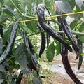 Vegetable Seeds,Garden seeds, Seeds For Planting,Plant Seeds