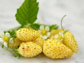 Vegetable Seeds,Garden seeds, Seeds For Planting,Plant Seeds