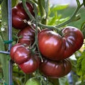 Vegetable Seeds,Garden seeds, Seeds For Planting,Plant Seeds
