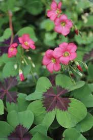 Flower Seeds, Seeds,Seeds For Planting,Plant Seeds