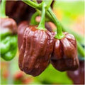 Vegetable Seeds,Garden seeds, Seeds For Planting,Plant Seeds