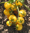Vegetable Seeds,Garden seeds, Seeds For Planting,Plant Seeds