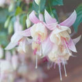 Flower Seeds, Seeds,Seeds For Planting,Plant Seeds