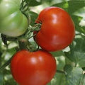 Vegetable Seeds,Garden seeds, Seeds For Planting,Plant Seeds