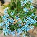 Flower Seeds, Seeds,Seeds For Planting,Plant Seeds