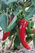 Vegetable Seeds,Garden seeds, Seeds For Planting,Plant Seeds
