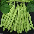 Vegetable Seeds,Garden seeds, Seeds For Planting,Plant Seeds