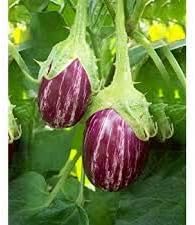 Vegetable Seeds,Garden seeds, Seeds For Planting,Plant Seeds