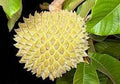 Fruit Seeds,Garden seeds, Seeds For Planting,Plant Seeds