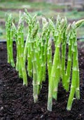 Vegetable Seeds,Garden seeds, Seeds For Planting,Plant Seeds