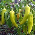 Vegetable Seeds,Garden seeds, Seeds For Planting,Plant Seeds