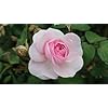 Pink & White Rose Flower Seeds for Planting – Heirloom, Non-GMO, Organic Garden Seeds with High Germination