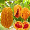 Vegetable Seeds,Garden seeds, Seeds For Planting,Plant Seeds