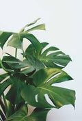 Vegetable Seeds,Garden seeds, Seeds For Planting,Plant Seeds