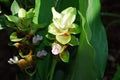 Flower Seeds, Seeds,Seeds For Planting,Plant Seeds