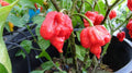 Vegetable Seeds,Garden seeds, Seeds For Planting,Plant Seeds