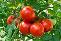 Vegetable Seeds,Garden seeds, Seeds For Planting,Plant Seeds