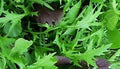 Vegetable Seeds,Garden seeds, Seeds For Planting,Plant Seeds