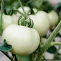 Vegetable Seeds,Garden seeds, Seeds For Planting,Plant Seeds