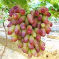 Fruit Seeds,Garden seeds, Seeds For Planting,Plant Seeds