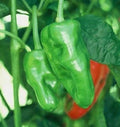 Vegetable Seeds,Garden seeds, Seeds For Planting,Plant Seeds