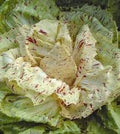 Vegetable Seeds,Garden seeds, Seeds For Planting,Plant Seeds