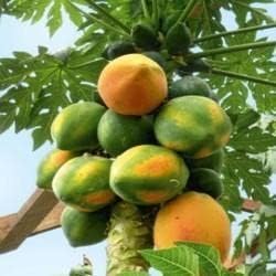 Fruit Seeds,Garden seeds, Seeds For Planting,Plant Seeds