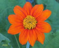 Flower Seeds, Seeds,Seeds For Planting,Plant Seeds
