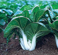 Vegetable Seeds,Garden seeds, Seeds For Planting,Plant Seeds