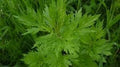 Flower Seeds, Seeds,Seeds For Planting,Plant Seeds