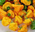 Vegetable Seeds,Garden seeds, Seeds For Planting,Plant Seeds