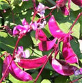 Vegetable Seeds,Garden seeds, Seeds For Planting,Plant Seeds