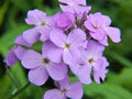 Flower Seeds, Seeds,Seeds For Planting,Plant Seeds