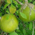 Fruit Seeds,Garden seeds, Seeds For Planting,Plant Seeds
