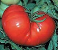 Vegetable Seeds,Garden seeds, Seeds For Planting,Plant Seeds
