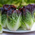 Vegetable Seeds,Garden seeds, Seeds For Planting,Plant Seeds
