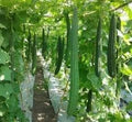Vegetable Seeds,Garden seeds, Seeds For Planting,Plant Seeds
